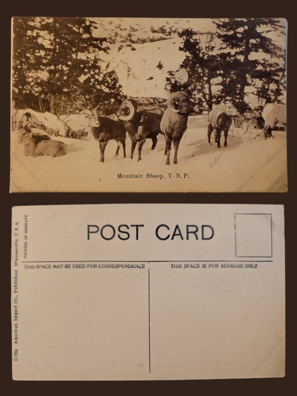 POSTCARD SALE 10/$20 Blank Mountain Sheep Yosemite National Park Photo Postcard
